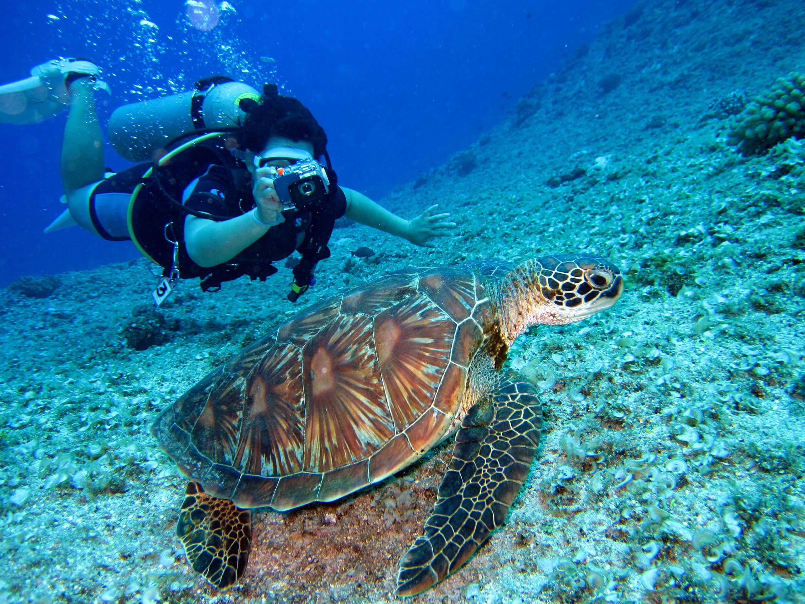 Los Cabos Winter Vacation Guide - Turtle